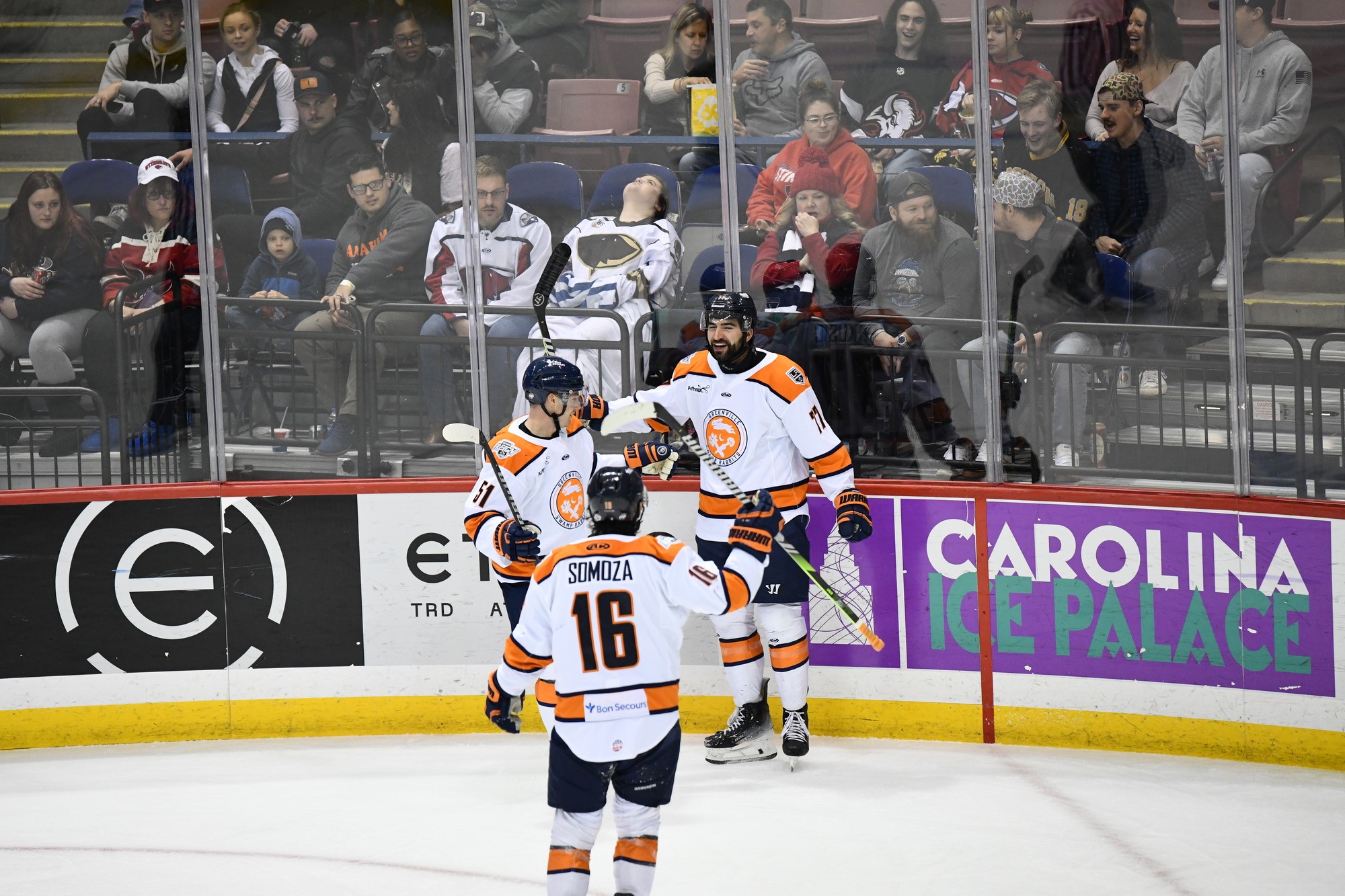 Greenville Swamp Rabbits