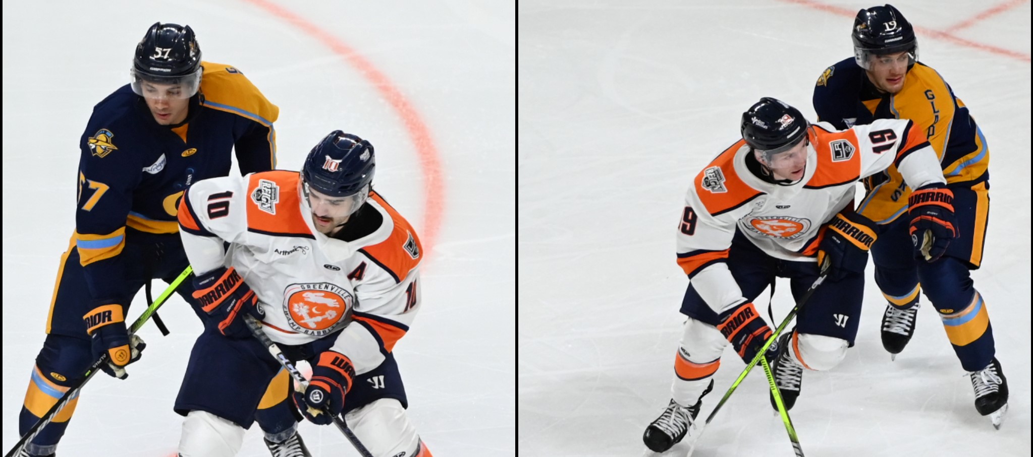 Greenville Swamp Rabbits