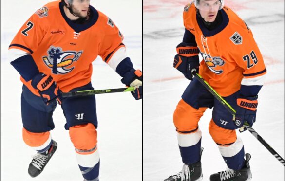 Modry Britt Swamp Rabbits