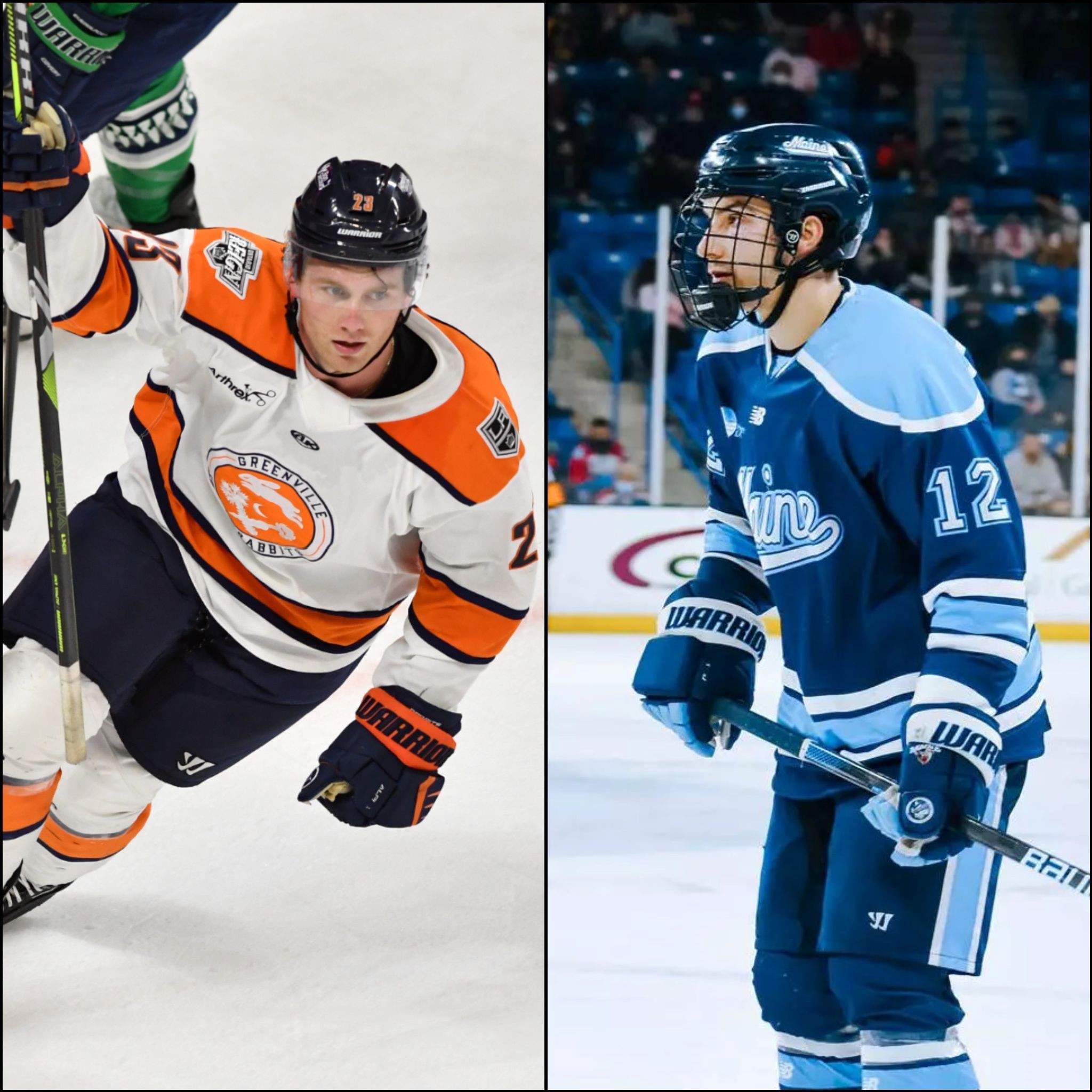 Swamp Rabbits Coyle Poisson