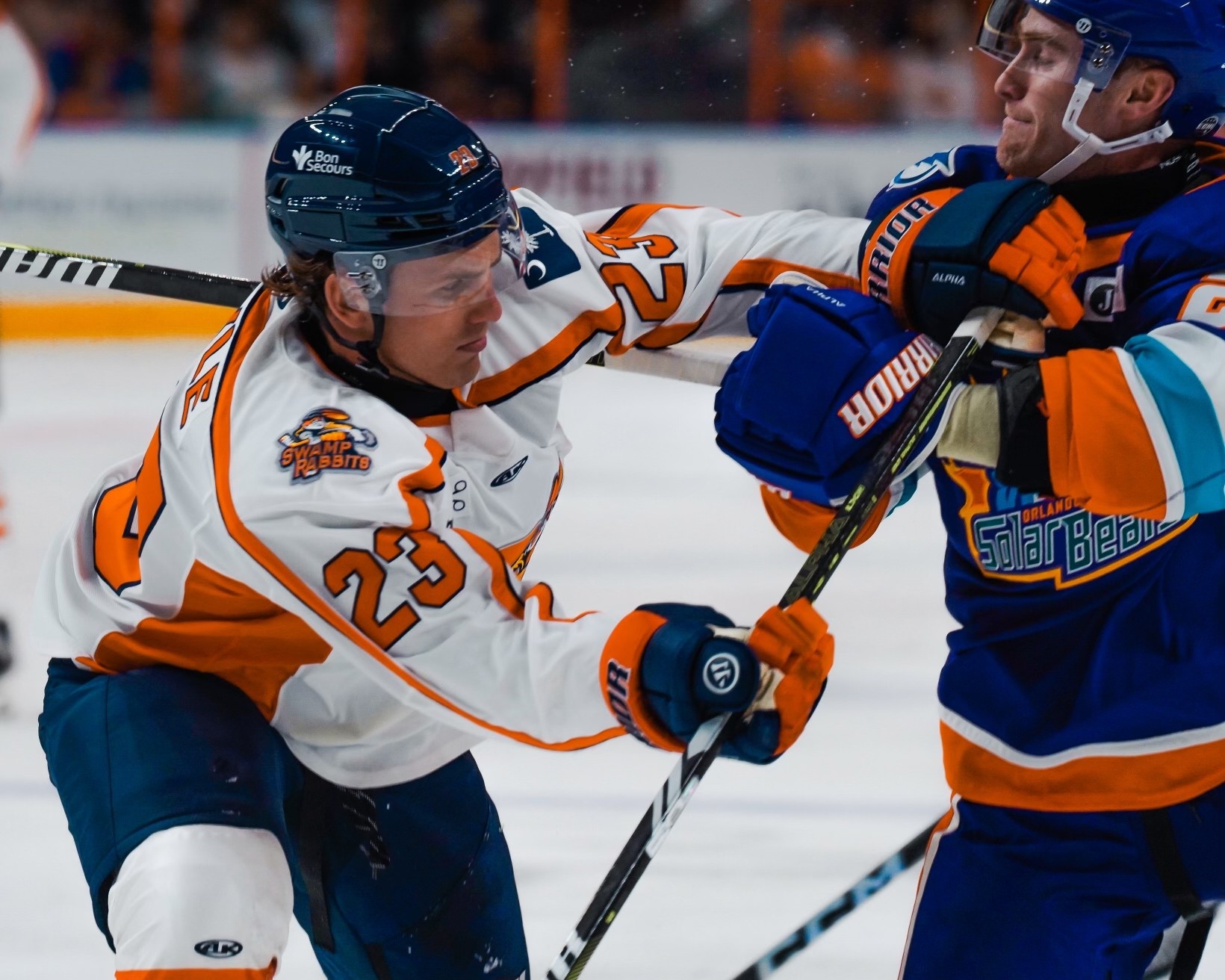 Greenville Swamp Rabbits
