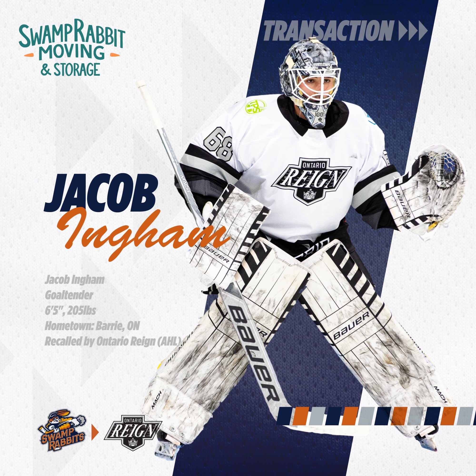 Greenville Swamp Rabbits