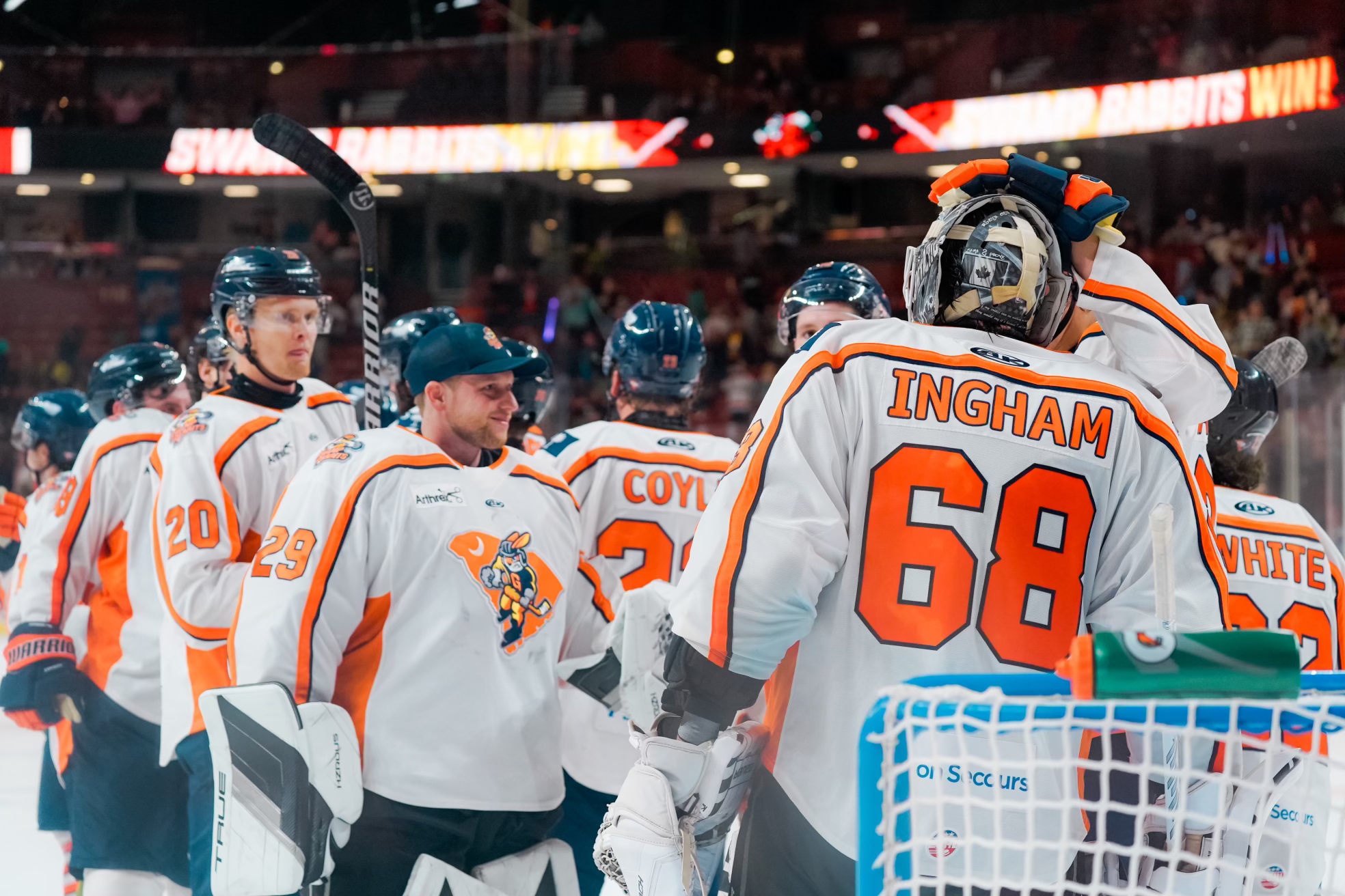 Greenville Swamp Rabbits