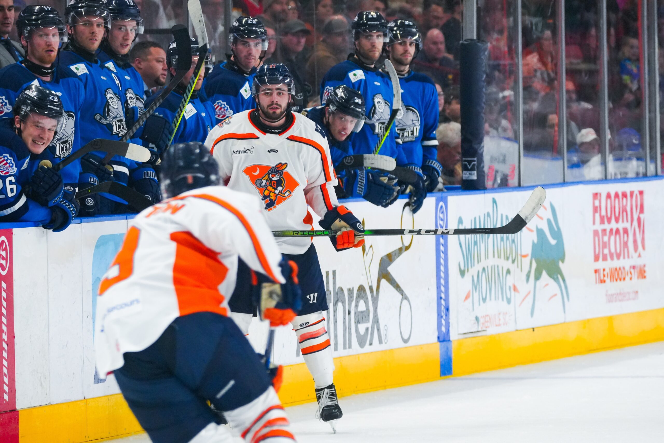 Greenville Swamp Rabbits