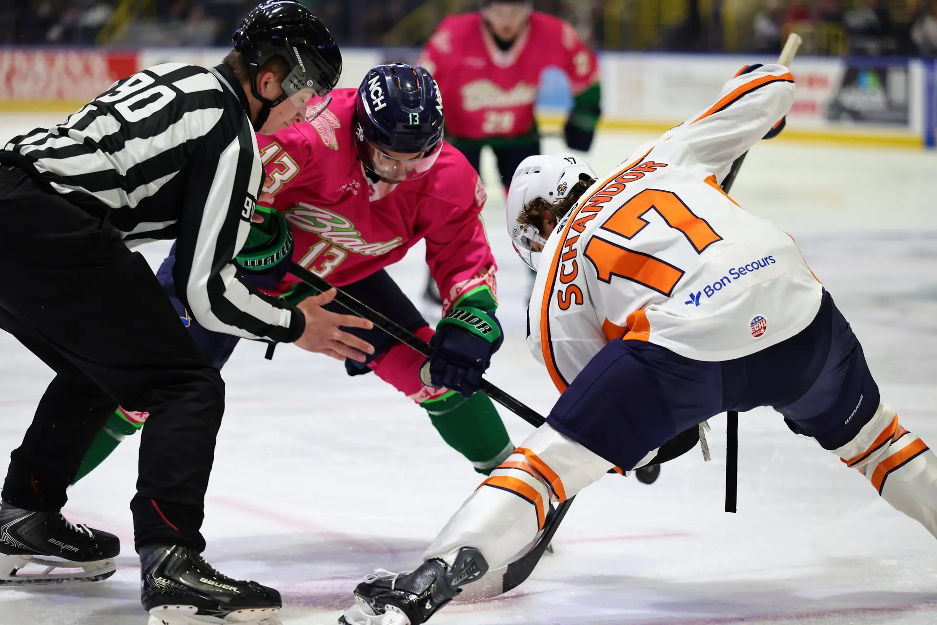 Greenville swamp rabbits