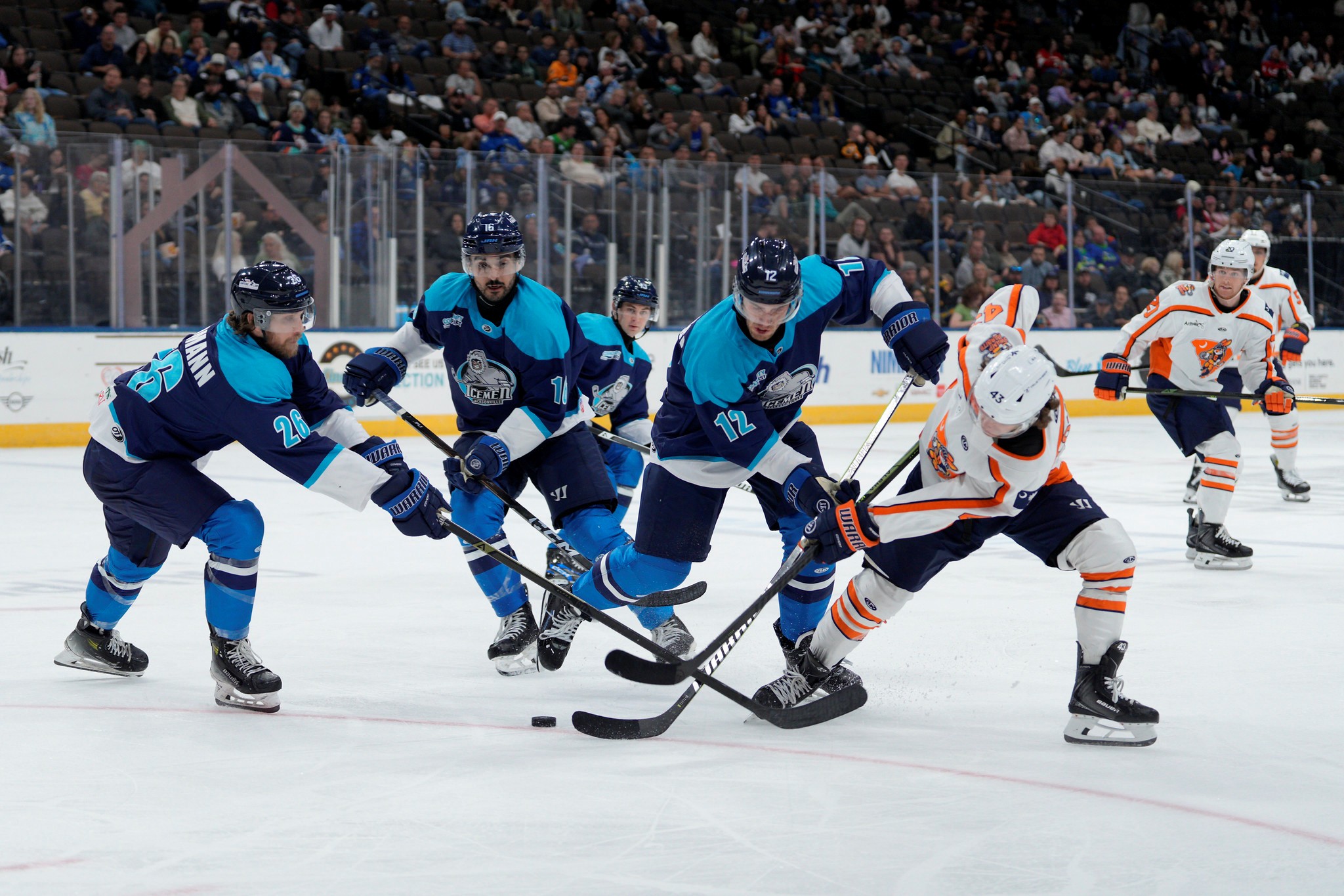 Greenville Swamp Rabbits
