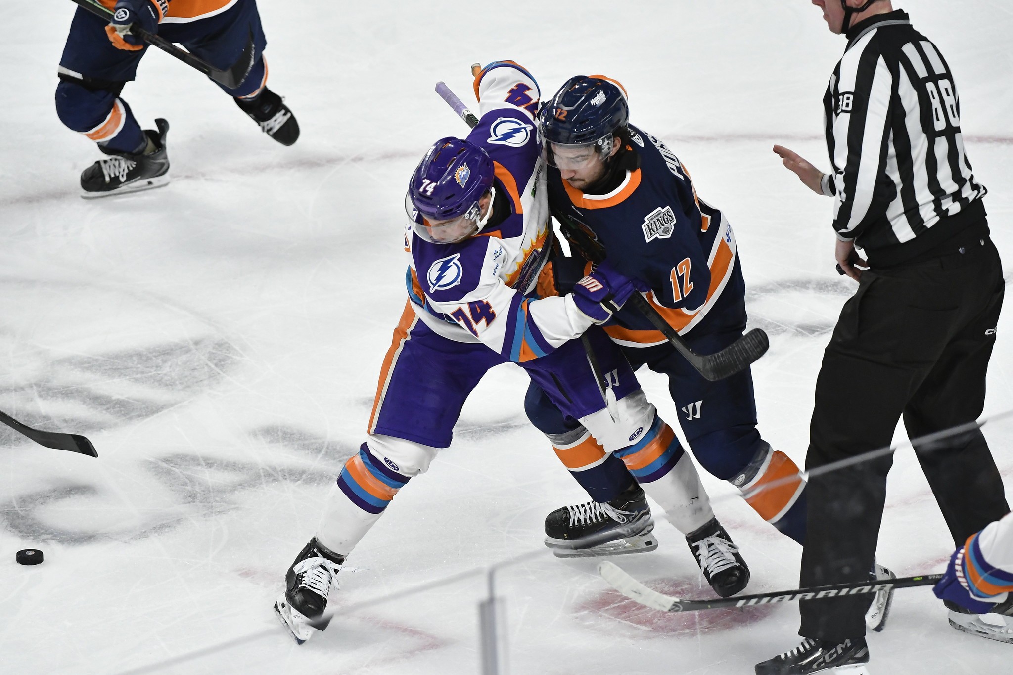 Greenville Swamp Rabbits