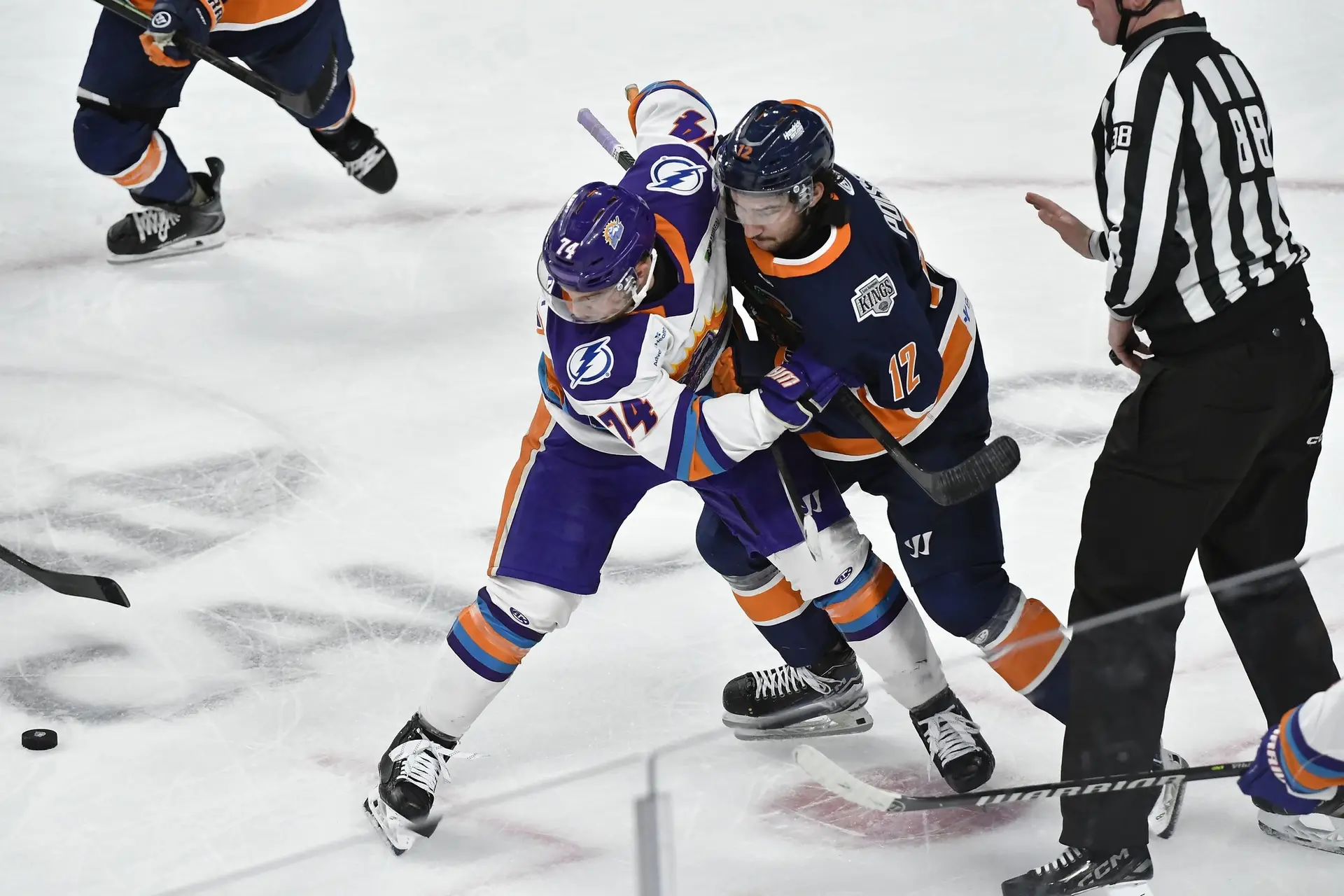 Greenville Swamp Rabbits